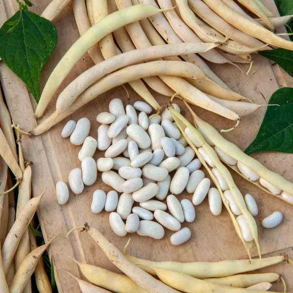 Légumes Secs - Haricot Nain à Ecosser Michelet à Longue Cosse - face recto